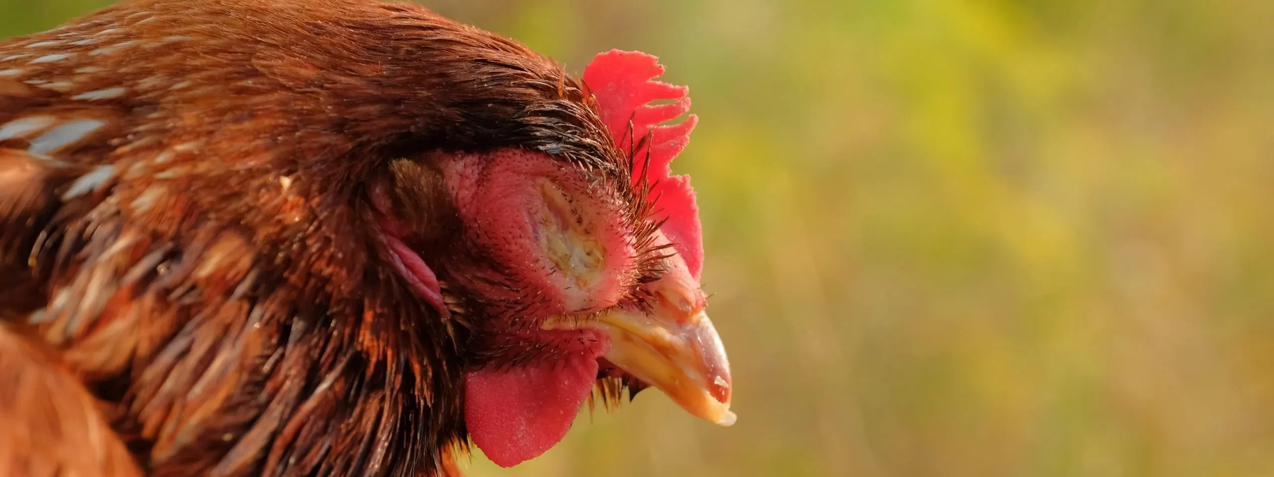 Ayam Ngorok - Asri Jaya PS